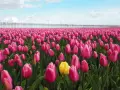 Un campo de tulipanes rosas vibrantes, con un solo tulipán amarillo destacando. Al fondo, molinos de viento y una hilera de árboles. ¡Esto es lo que ver en Holanda!