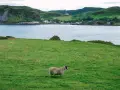 Oveja solitaria en un prado verde, con un lago y colinas al fondo. Un paisaje idílico para viajar a Escocia por libre.