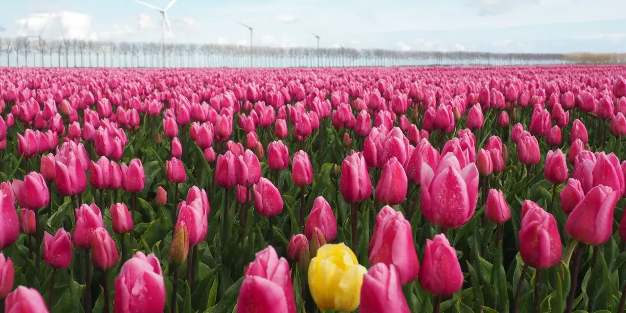 Un campo de tulipanes rosas vibrantes, con un solo tulipán amarillo destacando. Al fondo, molinos de viento y una hilera de árboles. ¡Esto es lo que ver en Holanda!