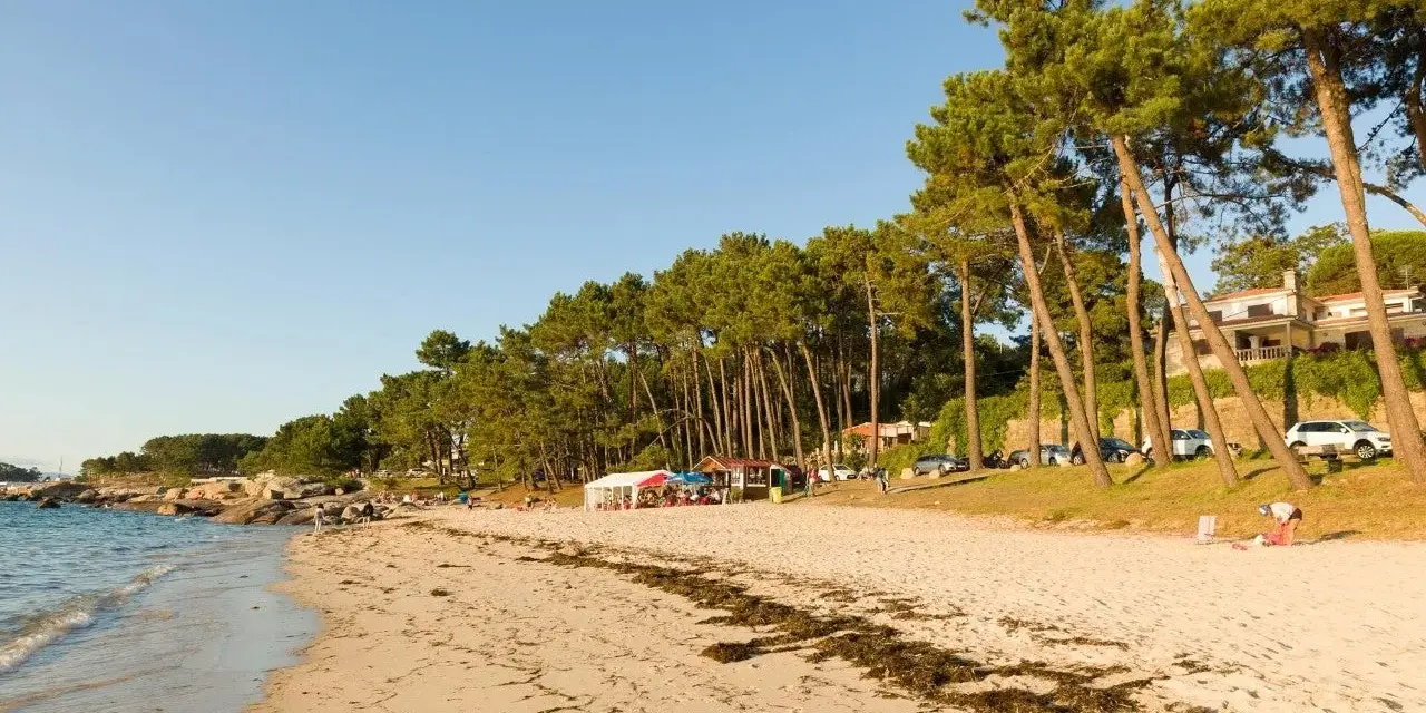 Playa de arena dorada con pinos inclinados y casas al fondo. Un día perfecto para ver qué ver en O Grove, con gente disfrutando del sol y el mar.