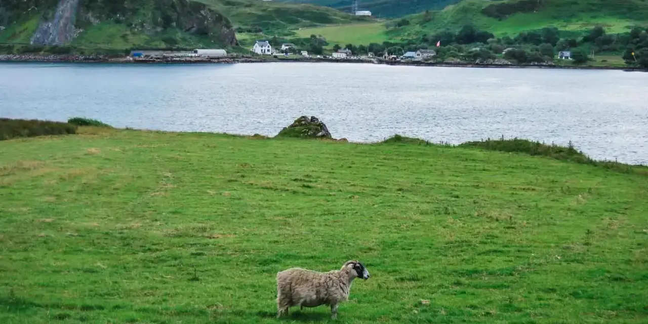 Oveja solitaria en un prado verde, con un lago y colinas al fondo. Un paisaje idílico para viajar a Escocia por libre.