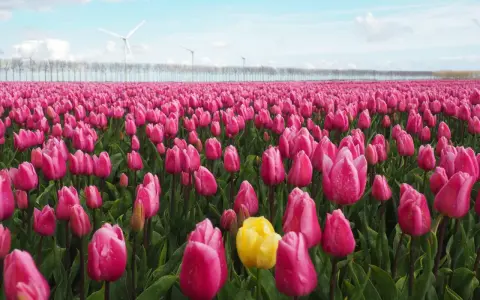 Un campo de tulipanes rosas vibrantes, con un solo tulipán amarillo destacando. Al fondo, molinos de viento y una hilera de árboles. ¡Esto es lo que ver en Holanda!