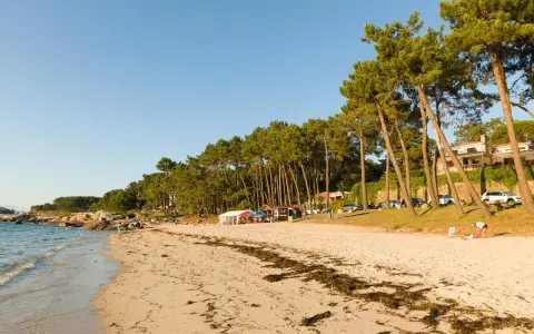 Playa de arena dorada con pinos inclinados y casas al fondo. Un día perfecto para ver qué ver en O Grove, con gente disfrutando del sol y el mar.