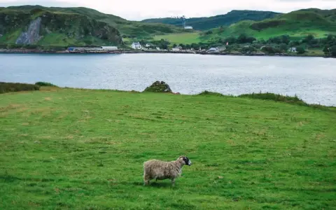Oveja solitaria en un prado verde, con un lago y colinas al fondo. Un paisaje idílico para viajar a Escocia por libre.