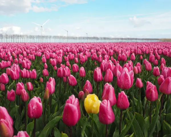Un campo de tulipanes rosas vibrantes, con un solo tulipán amarillo destacando. Al fondo, molinos de viento y una hilera de árboles. ¡Esto es lo que ver en Holanda!