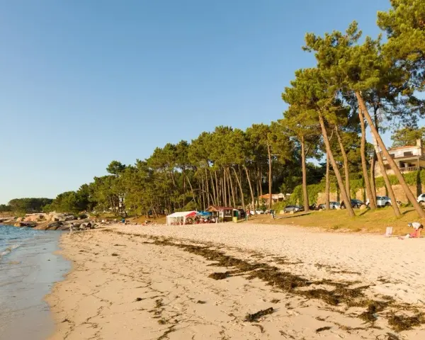 Playa de arena dorada con pinos inclinados y casas al fondo. Un día perfecto para ver qué ver en O Grove, con gente disfrutando del sol y el mar.