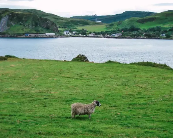 Oveja solitaria en un prado verde, con un lago y colinas al fondo. Un paisaje idílico para viajar a Escocia por libre.