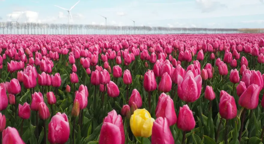 Un campo de tulipanes rosas vibrantes, con un solo tulipán amarillo destacando. Al fondo, molinos de viento y una hilera de árboles. ¡Esto es lo que ver en Holanda!