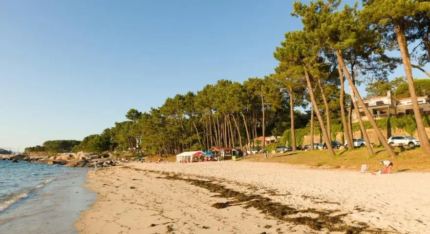 Playa de arena dorada con pinos inclinados y casas al fondo. Un día perfecto para ver qué ver en O Grove, con gente disfrutando del sol y el mar.