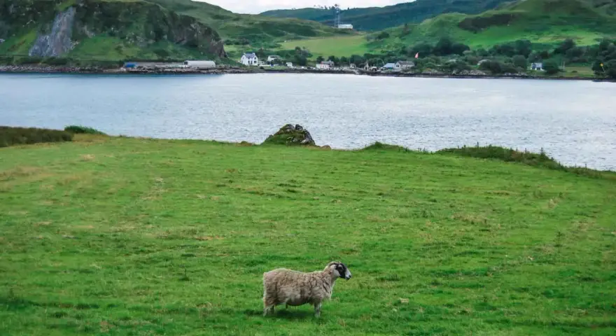Oveja solitaria en un prado verde, con un lago y colinas al fondo. Un paisaje idílico para viajar a Escocia por libre.