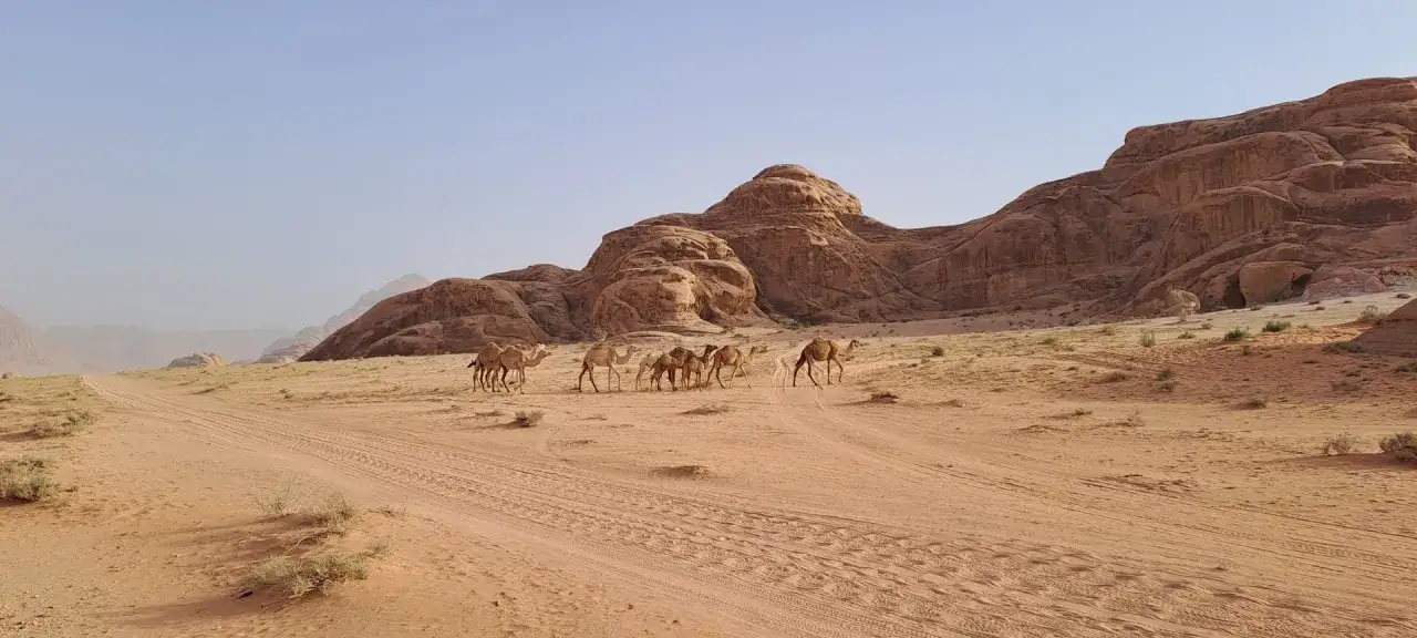 Una caravana de camellos cruza el desierto de Wadi Rum, Jordania. Es seguro viajar a Jordania y disfrutar de sus paisajes &uacute;nicos.